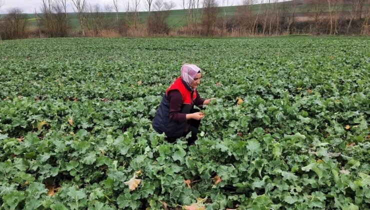 Babaeski’de kanola ekim alanlarında teknik kontrol yapıldı