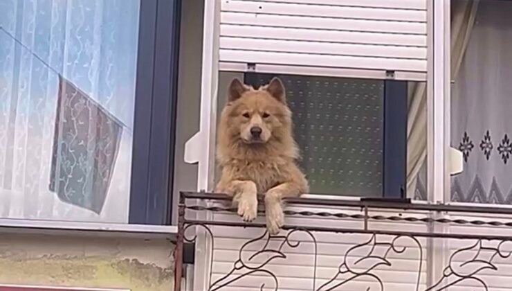 Balkondaki sevimli köpek herkesi gülümsetiyor