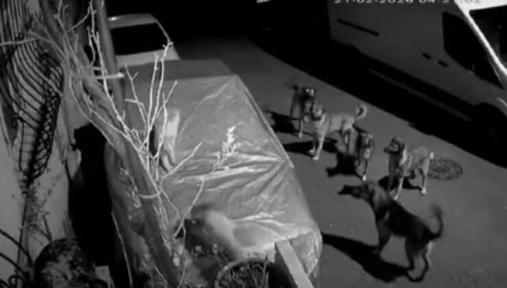 Başakşehir’de başıboş köpeklerin saldırdığı kedi öldü