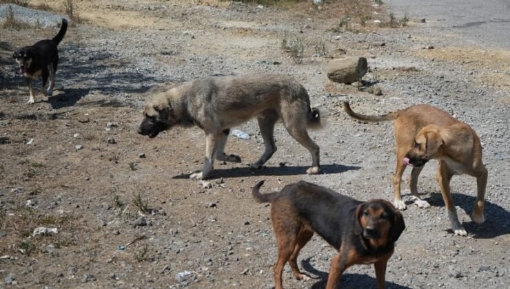 Başıboş köpekler tehlike saçıyor