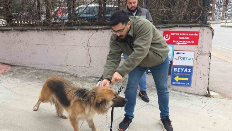 Başıboş sokak köpekleri toplanarak barınağa götürüldü