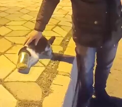 Başına konserve sıkışan kedi kurtarıldı