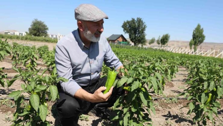 Başkan Çolakbayrakdar: “Toprağımıza bereket, çiftçimize yeni kazanç kapısı açıyoruz”