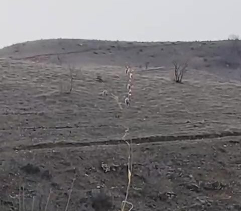 Batman’da nesli tükenme tehlikesinde olan dağ keçileri görüntülendi