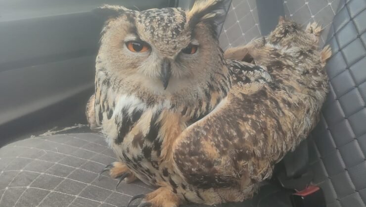 Bayburt’ta bulunan puhuda mantar enfeksiyonu tespit edildi