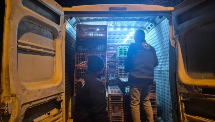 Bilecik’te belgesiz hayvan sevkine 52 bin 720 TL ceza