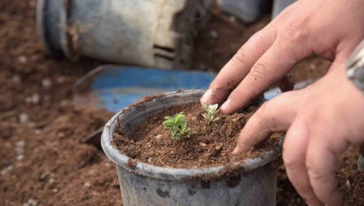 Bilecik’te park ve bahçelerden bahara hazırlık