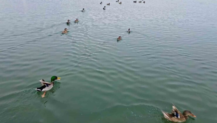 Bitlis’te sazlıklar dondu, kuşlar gölde toplandı