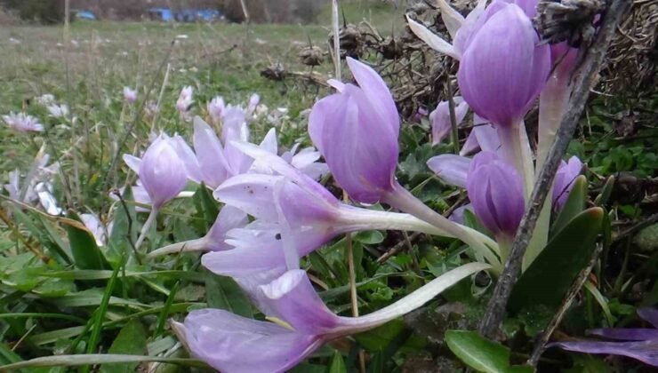 Bolu’da baharın müjdecisi çiğdemler çiçek açtı
