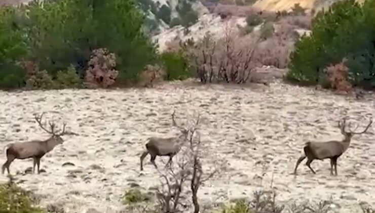 Bolu’da koruma altındaki kızıl geyikler görüntülendi
