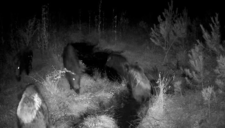 Bolu’da yaban hayatı fotokapanlarla görüntülendi