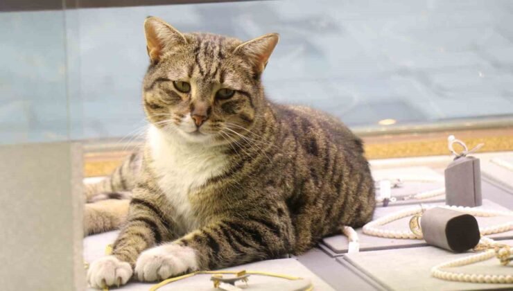 Bu kedi altınların arasında uyuyor