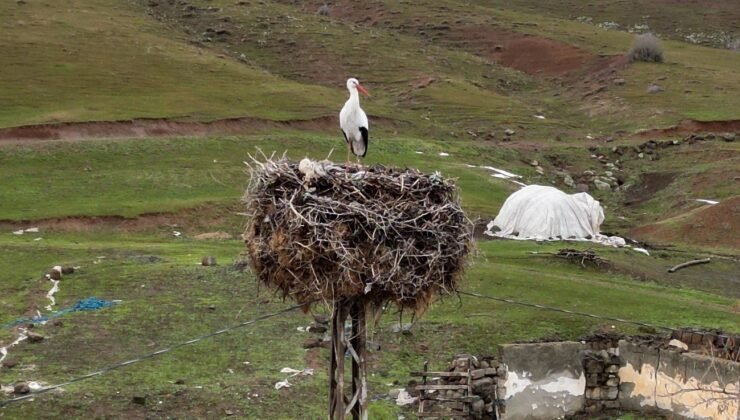 Budaklı köyünde göç etmeyen leylek yıllardır aynı yuvada