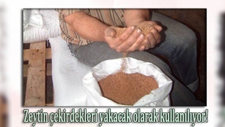 Burhaniye’de zeytin çekirdekleri Yunanistan’a ihraç ediliyor