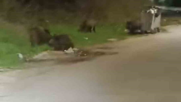 Bursa’da aç kalan domuz sürüsü şehre indi