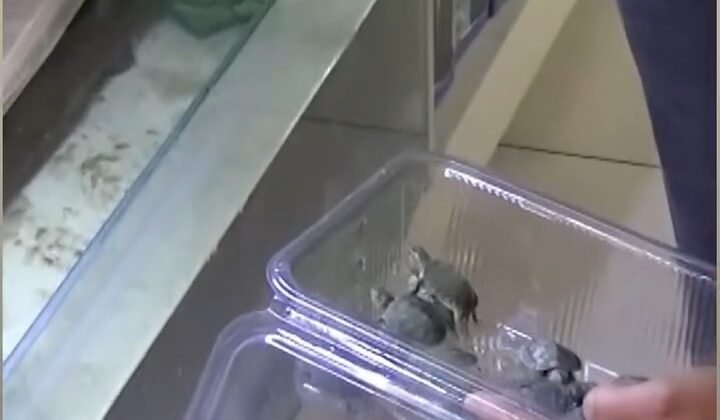 Bursa’da kaplumbağa operasyonu