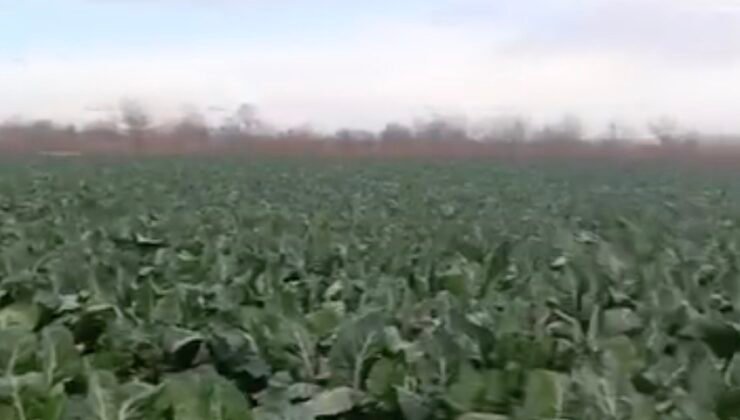 Bursa’da sağanak yağış tarımı vurdu