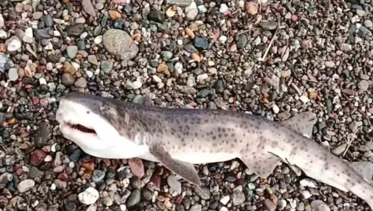 Çanakkale’de amatör balıkçıların oltasına yavru köpek balığı takıldı