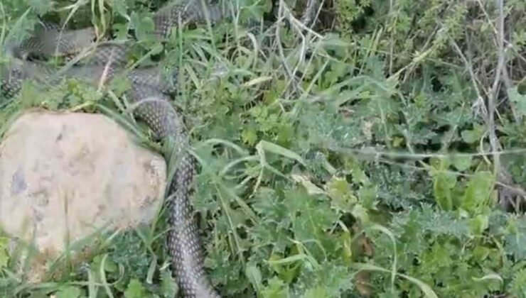 Çan’da 2 metrelik yılan kamerada