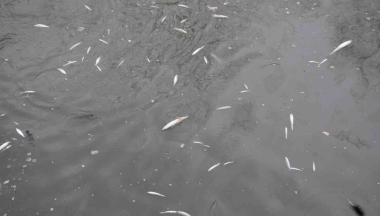 Çayda korkutan görüntü: Yüzeye çıkan balıklar ölüyor