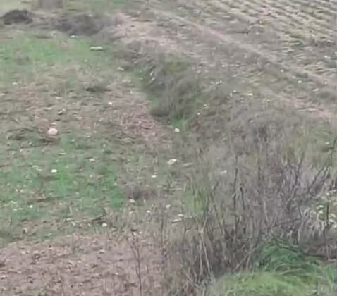 Çiftçinin kurtla ilginç diyaloğu kamerada