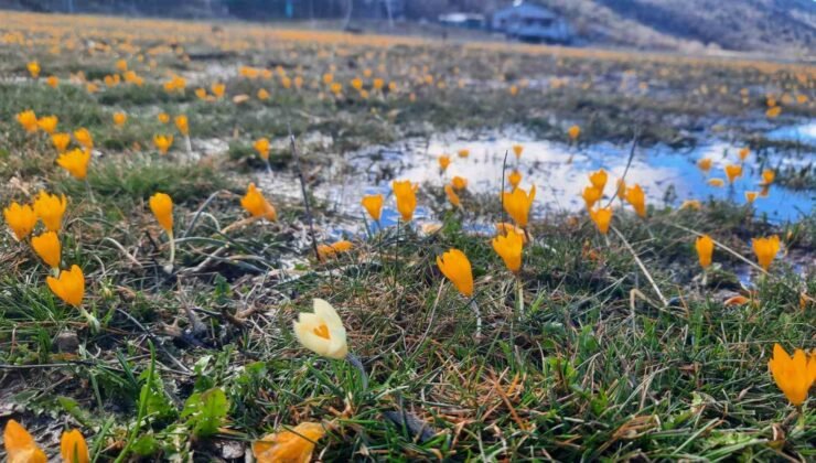 Çiğdemlerin açtığı Bartlı Yaylası’nda görsel şölen