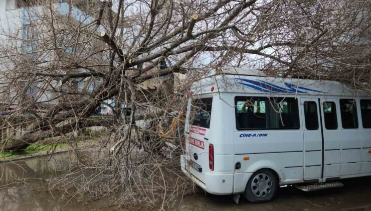 Çine’de dut ağacı minibüsün üstüne devrildi