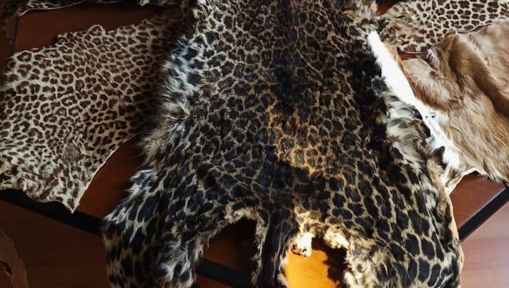 Çukurova Uluslararası Havalimanı’nda leopar postu ve baykuş gözü ele geçirildi