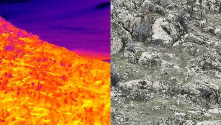 Dağ keçileri termal dron ile görüntülendi