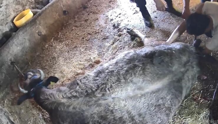 Doğum yapmakta zorlanan ineği sezaryen yapan S.T.’den açıklama: Çağırdılar insanlık namına yardımcı oldum