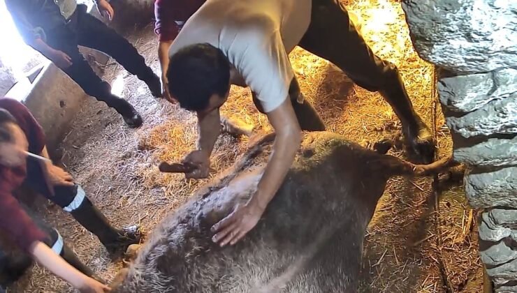 Doğum yapmakta zorlandığı için ekmek bıçağı ile ameliyat edilip sezaryen yapılan inek telef oldu