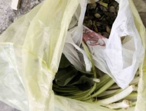 Doktor çiftin zor anları, ağzına alır almaz fenalaştı: “Pazı olarak aldığım ot, zehirli tirşik otu çıktı”