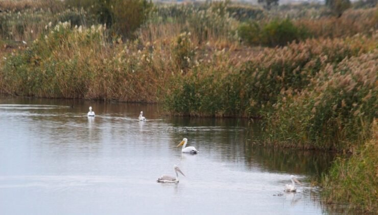 EKODOSD Başkanı Sürücü: “Söke Ovası antik dönemdeki deniz görünümüne döndü”