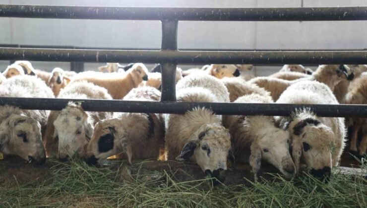 Elazığ’da 6 köy karantinaya alındı