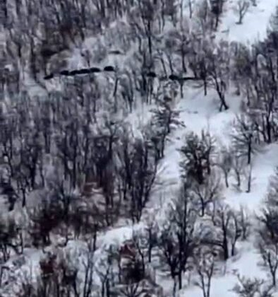 Elazığ’da domuz sürüsünü ’ordu geliyor’ diye kayda aldı