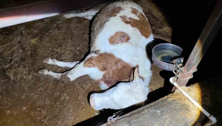 Elektrik kaçağı 8 büyükbaş hayvanı telef etti