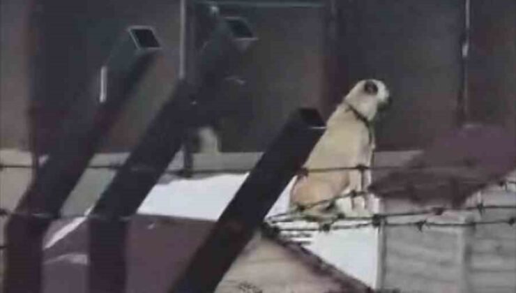 Erzincan’daki deprem öncesi Sivas’taki Kangal köpekleri tepki verdi