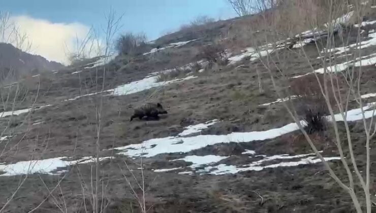 Erzurum’da yavru yaban domuzu sürüsünü arıyor