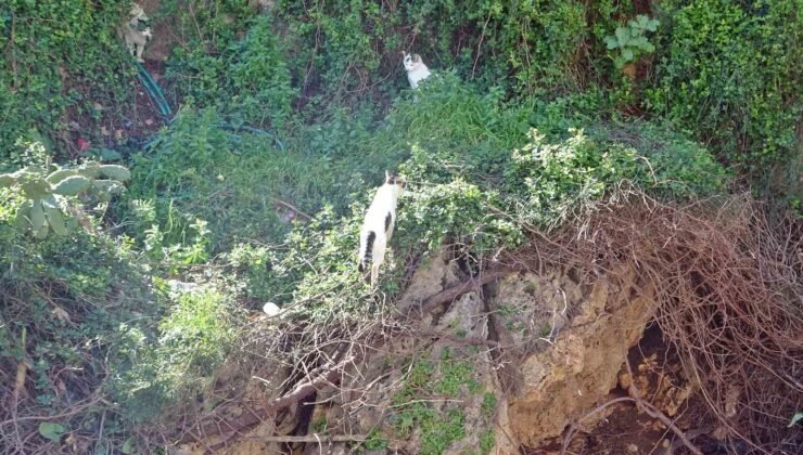 Falezlerde mahsur kaldığı sanılan kedilerin keyfi ‘ihbarla’ son buldu