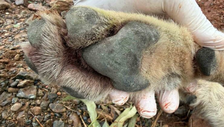 Fethiye’de aracın çarptığı kurt bilim projesine ışık tutacak