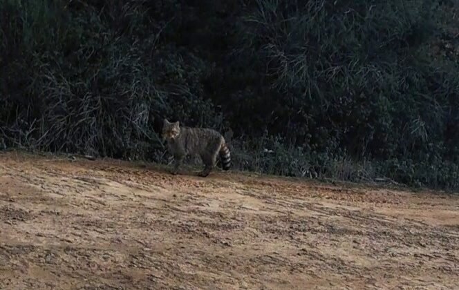 Ganos Dağları’nda yaban kedisi görüldü