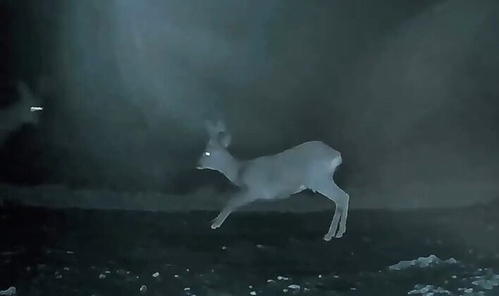 Ganos’ta doğanın neşesi karacalar görüntülendi