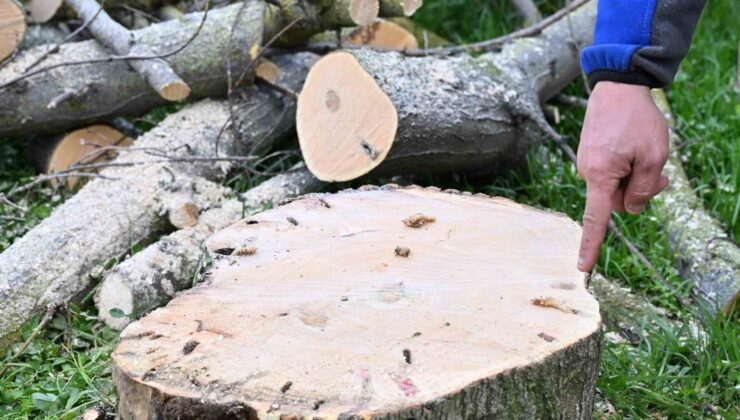 Gaziosmanpaşa’da teke böceği ile mücadele kapsamında yeşil dönüşüm