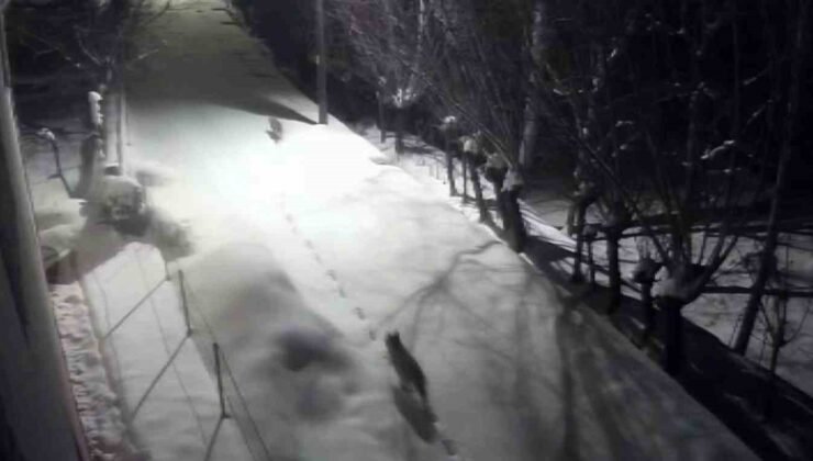 Gürün’de kurtlar mahalleye indi