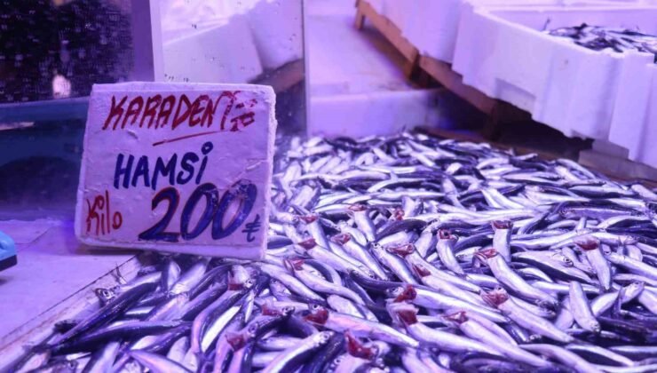Hamsi tezgahlardaki tahtına yeniden oturdu
