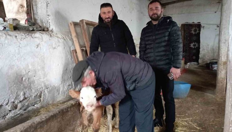 Hasta buzağıya evinde baktı