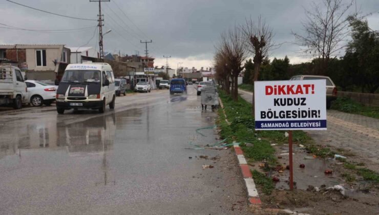 Hatay’da 4 mahalleye kuduz karantinası