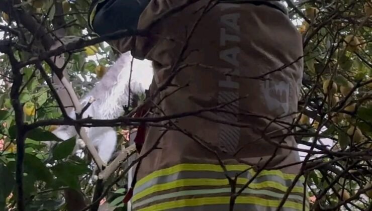 Hatay’da ağaca takılan kediyi itfaiye kurtardı