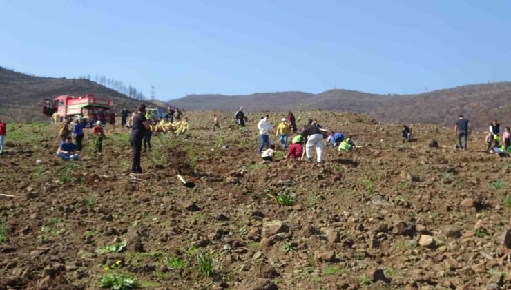 Hatay’da orman yangınından zarar gören alanlarda 5 bin fidan toprakla buluşturuldu