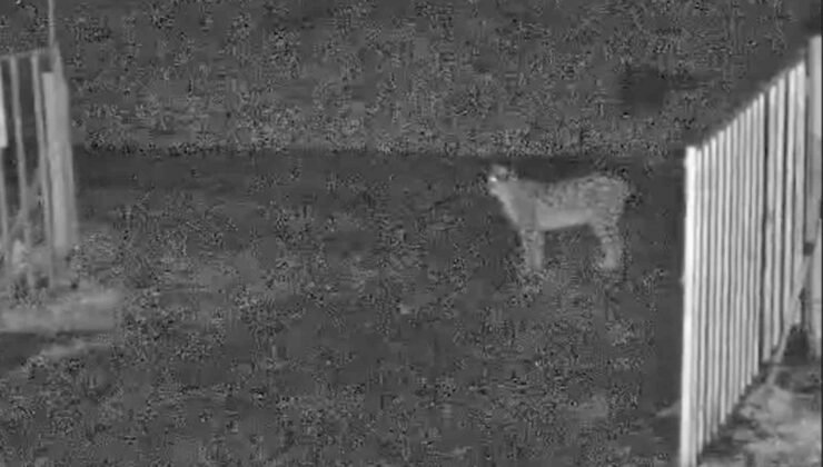 İlçe merkezine inen vaşak kamerada